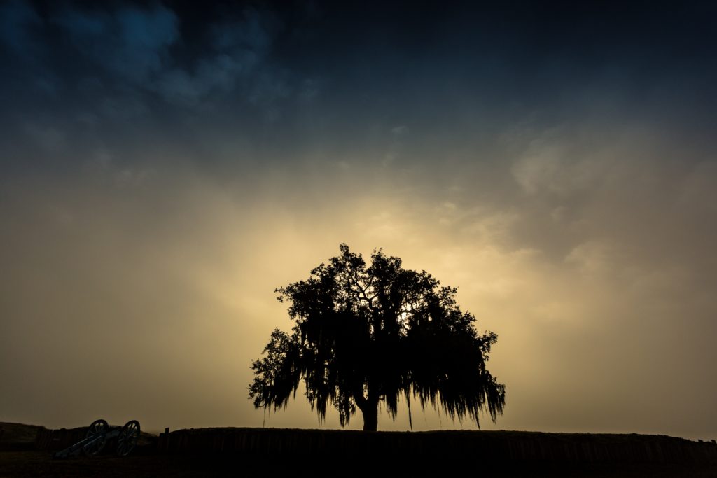 Oak trees at the Chalmette Battlefield, Chalmette, Louisiana.