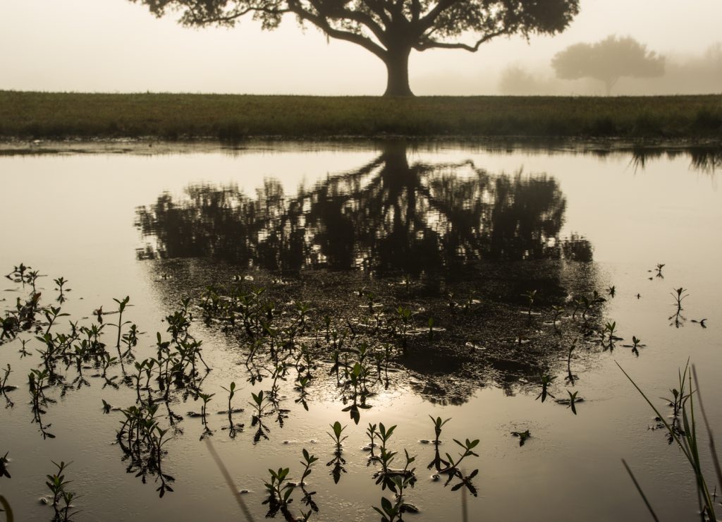 Oak trees at the Chalmette Battlefield, Chalmette, Louisiana.