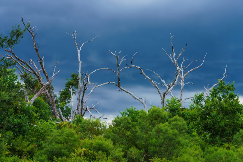 Photograph by Zack Smith.